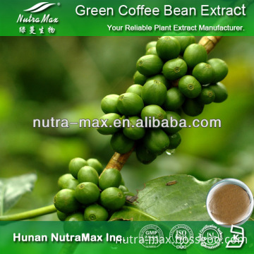 Hot sale Manufacture Botanical Green Coffee Bean Powder Extract 10% Chlorogenic Acid